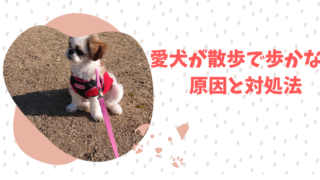 【愛犬が散歩で歩かない！？】散歩で歩いてくれない愛犬への対処法と気をつけるべきことを解説 
