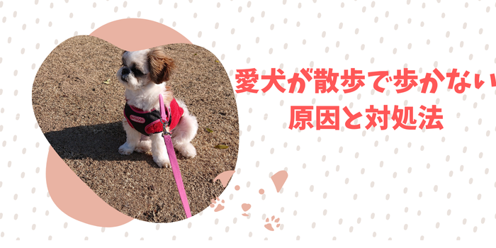 【愛犬が散歩で歩かない!?】散歩で歩いてくれない愛犬への対処法と気をつけるべきことを解説