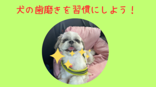 【愛犬の歯磨きを毎日の日課にしよう！】犬の歯磨きの重要性と歯磨き方法を解説 