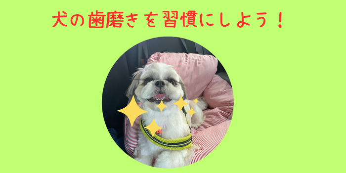 【愛犬の歯磨きを毎日の日課にしよう！】犬の歯磨きの重要性と歯磨き方法を解説 